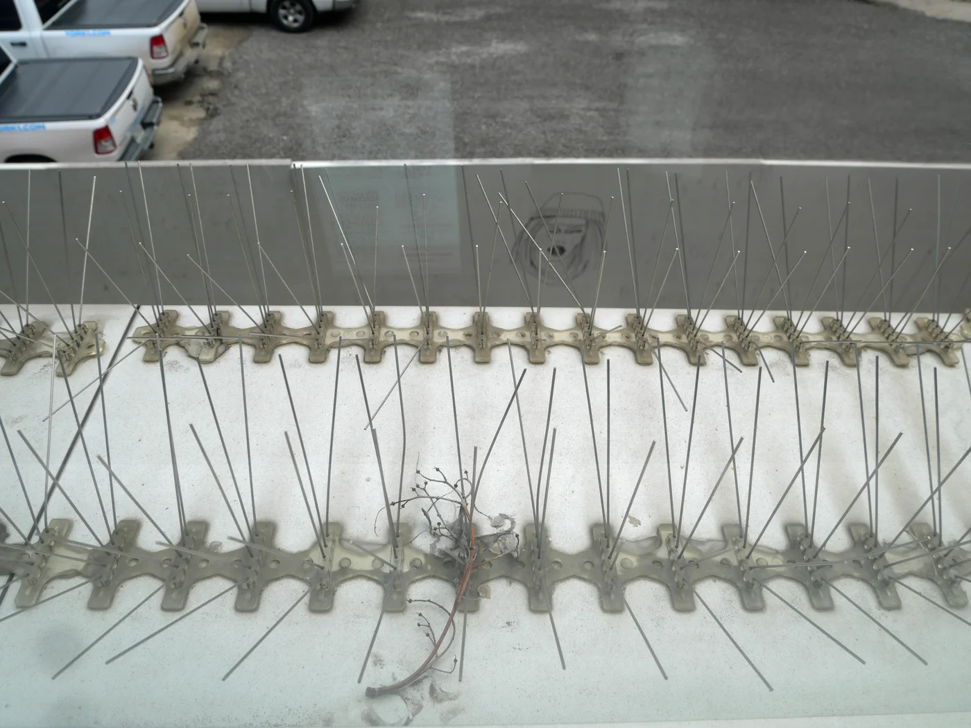 Bird spikes installed across a wide ledge at the Toronto Reference Library, an example of commercial-scale coverage