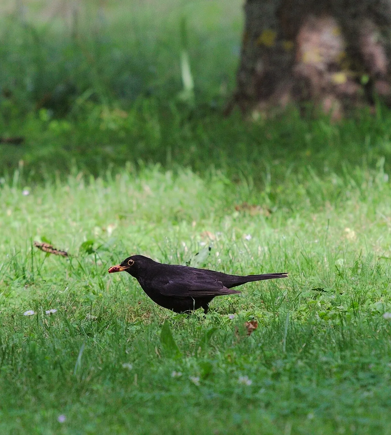 How to Keep Birds Out of Fruit Trees (Save Your Harvest)