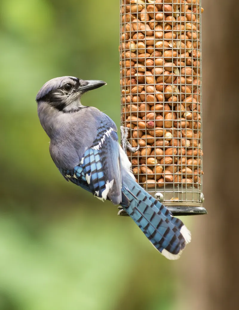 A blue jay perched at a bird feeder, a common sight in North American yards