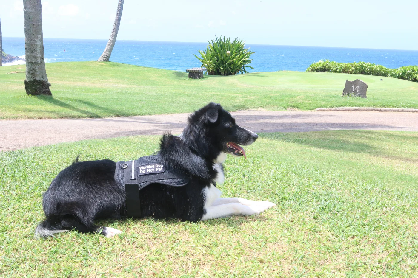 A Border Collie being used by USDA Wildlife Services to haze geese away from a runway, the same technique used on suburban lawns and golf courses