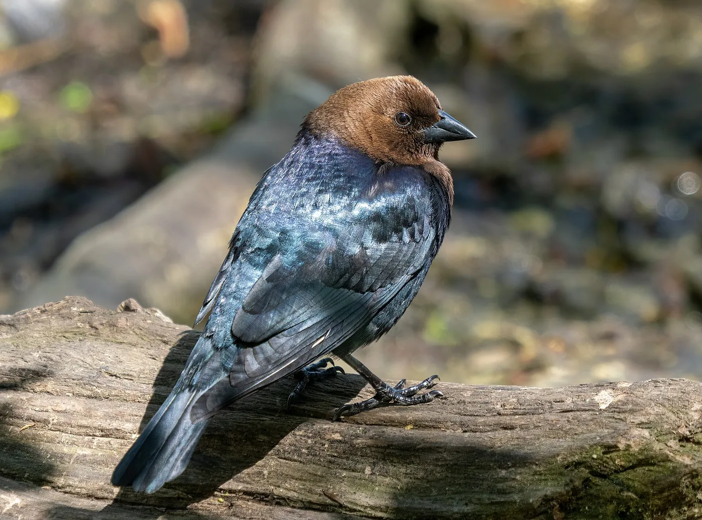 How to Get Rid of Cowbirds (and Protect Songbirds)