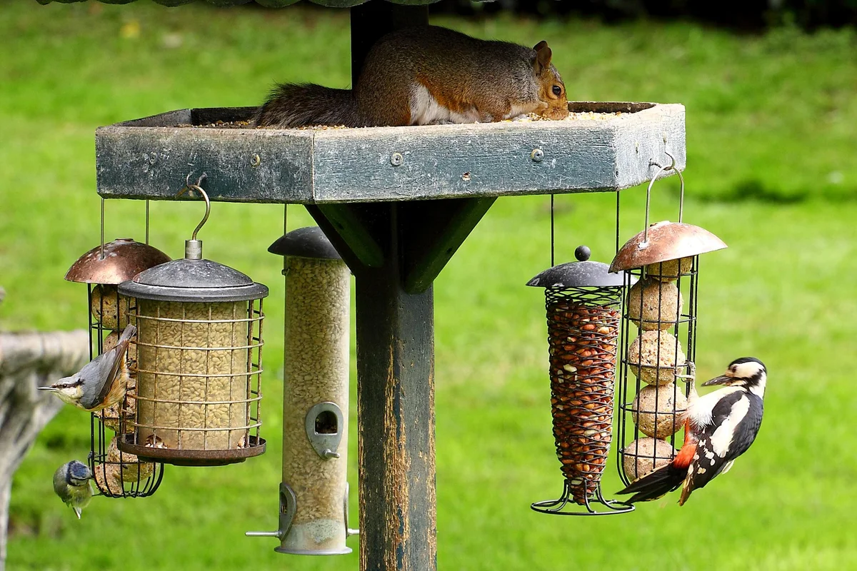 Caged bird feeders on a garden feeding station, where small birds feed while larger birds like magpies are excluded