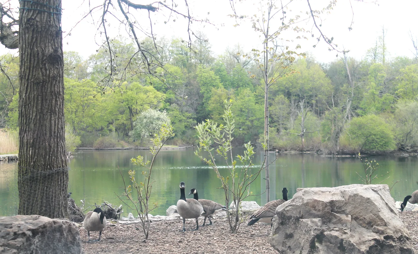 A large flock of Canada geese grazing near a lake, showing the scale of the typical goose problem