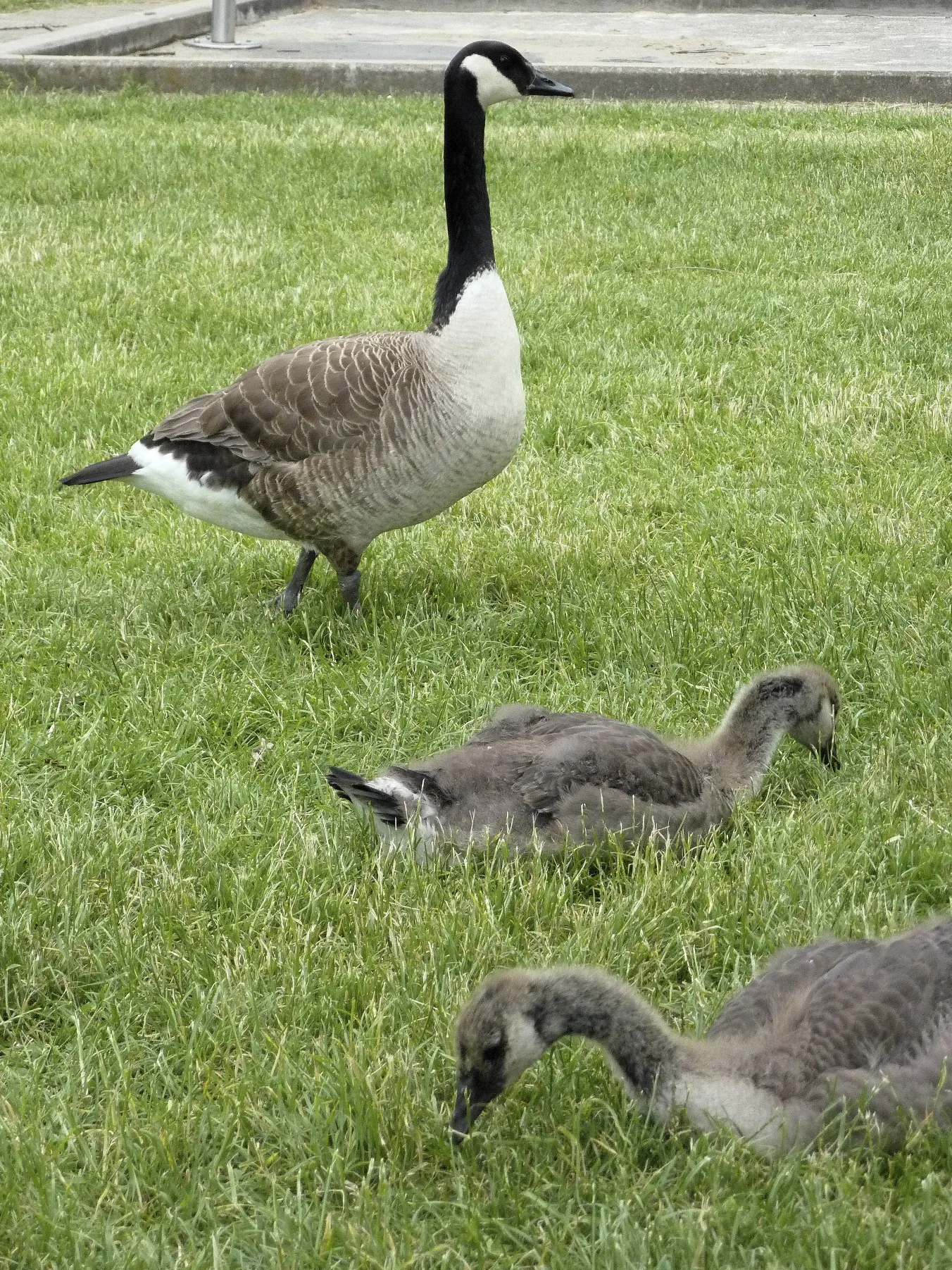 Canada geese with goslings grazing on a lawn, the feeding behavior that makes turf so attractive to them