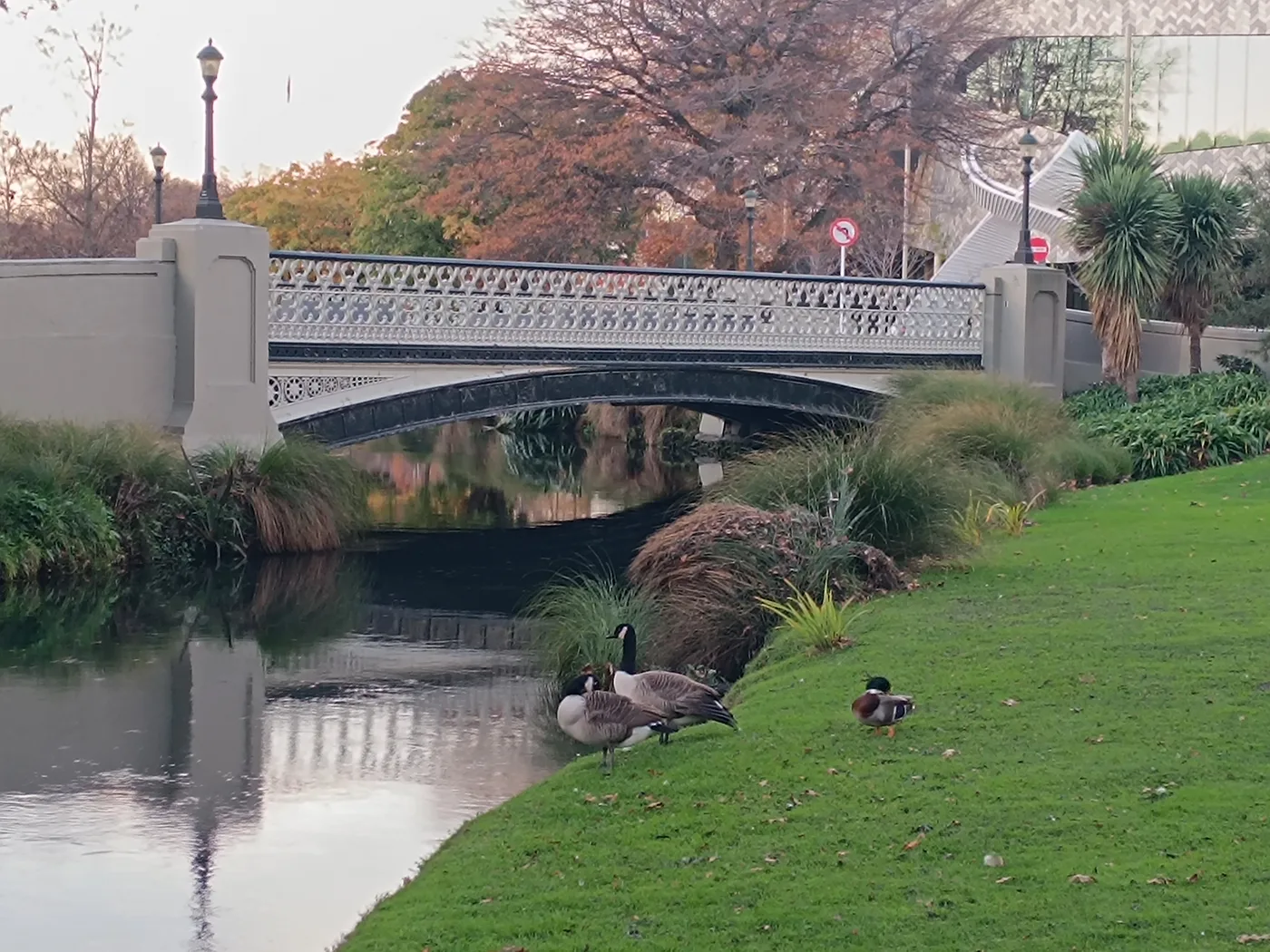 Best Goose Repellents and Deterrents (What Actually Works)