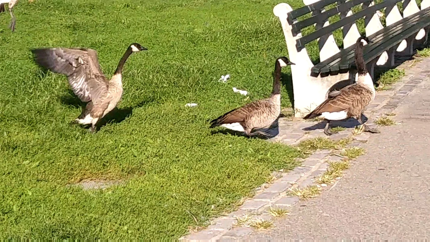 Canada geese crossing a park path, the kind of persistent bird problem that calls for a multi-layer approach