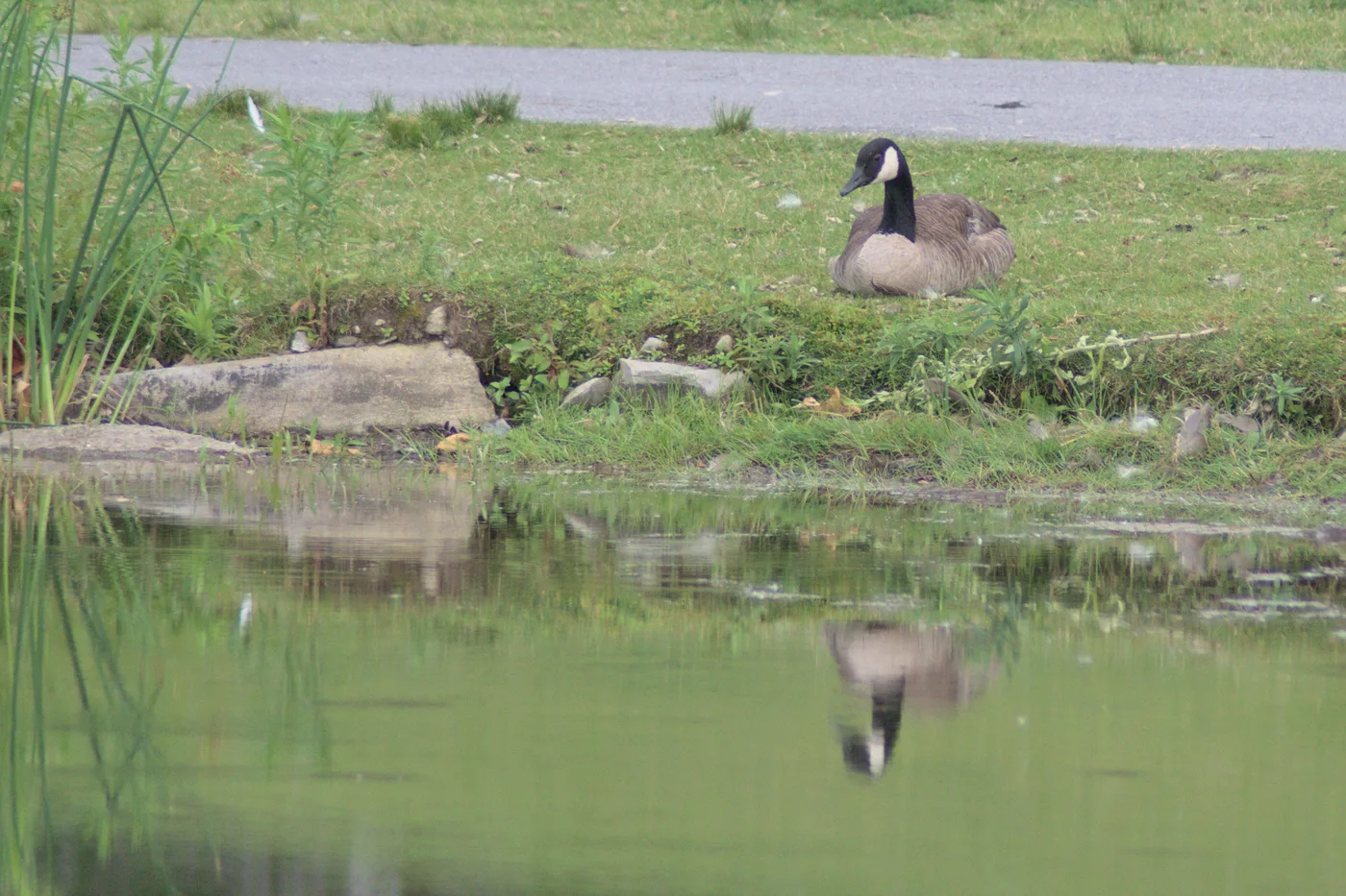 Canada goose grazing on grass beside a pond