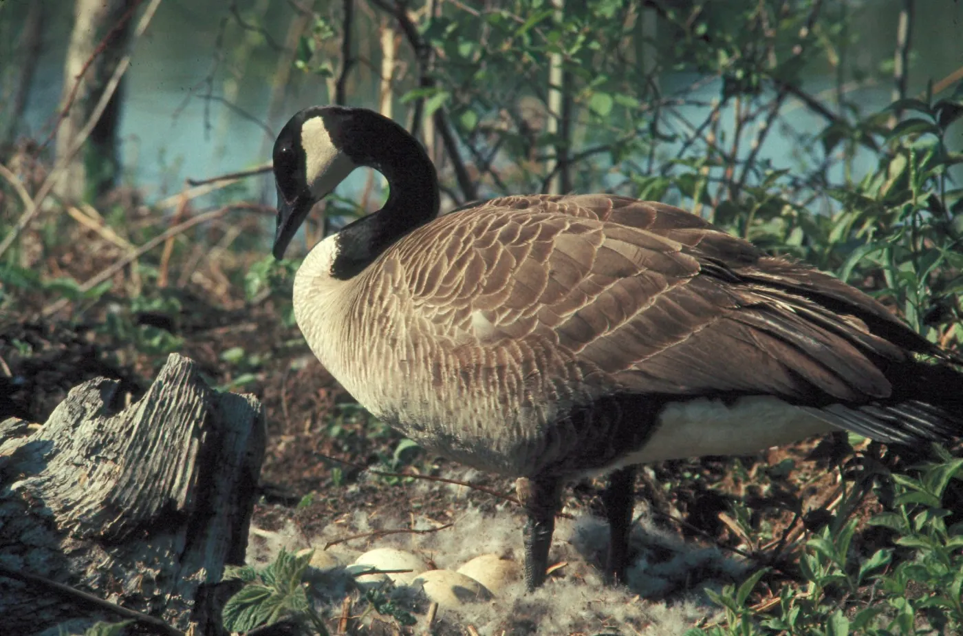 A Canada goose standing over its down-lined ground nest with eggs, on a shoreline nest site with water behind