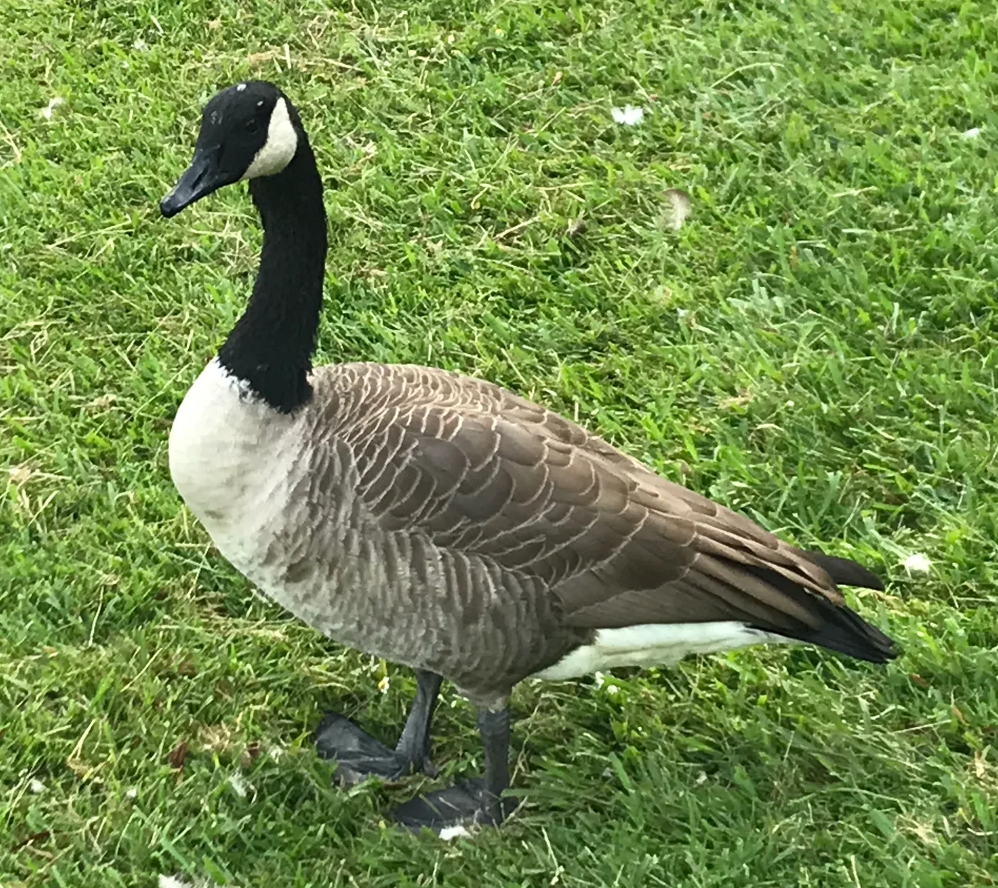 Canada goose standing on a mowed lawn