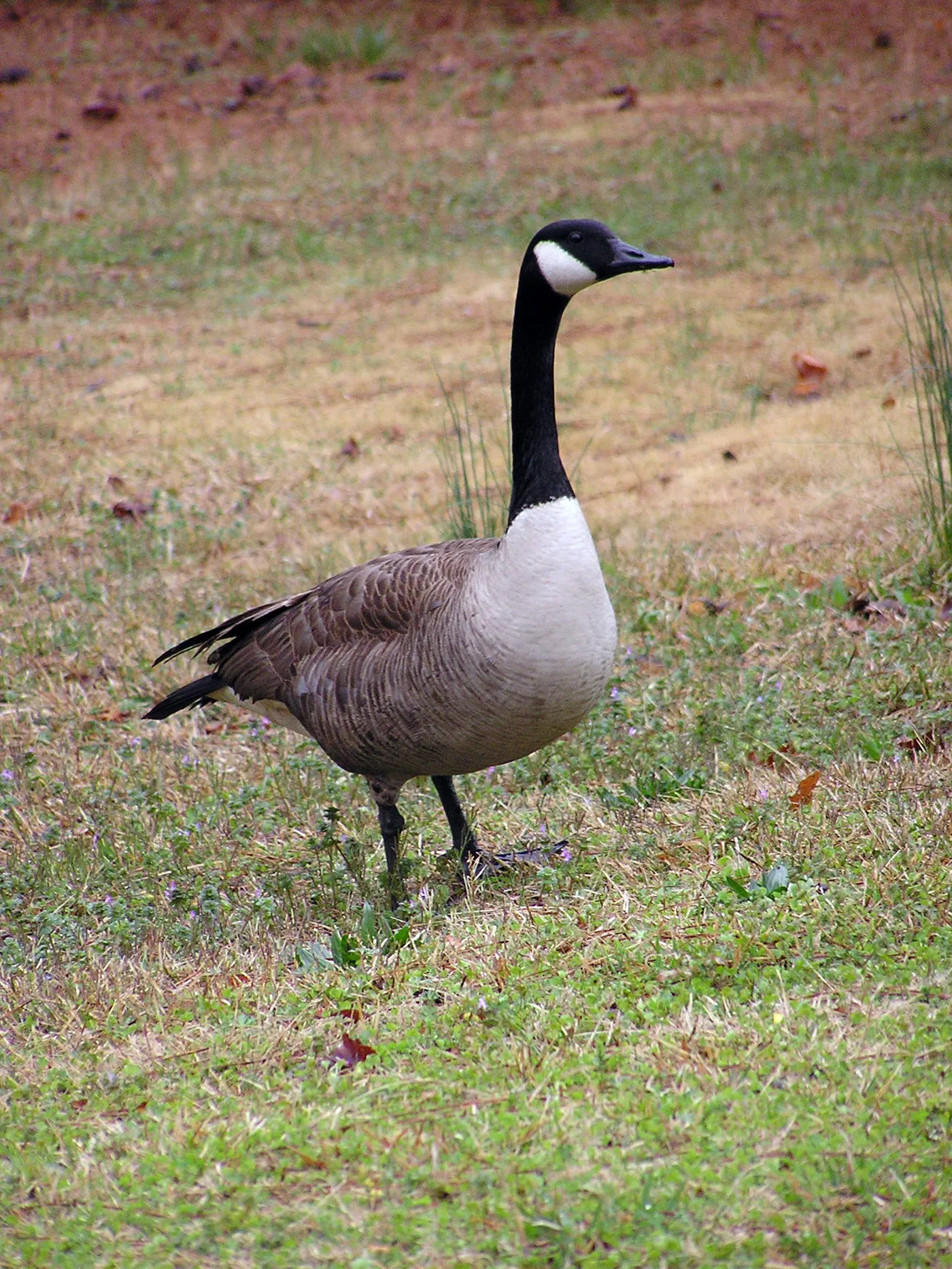 Canada Geese: Why They Take Over Lawns and How to Deter Them
