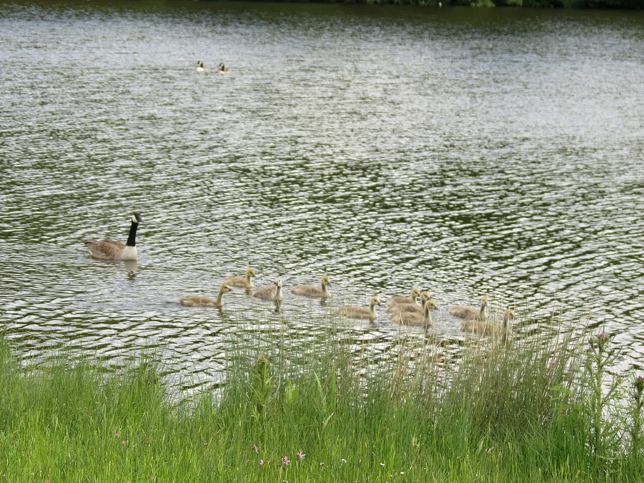 Canada geese with goslings on open water; they will treat a swimming pool like any other pond