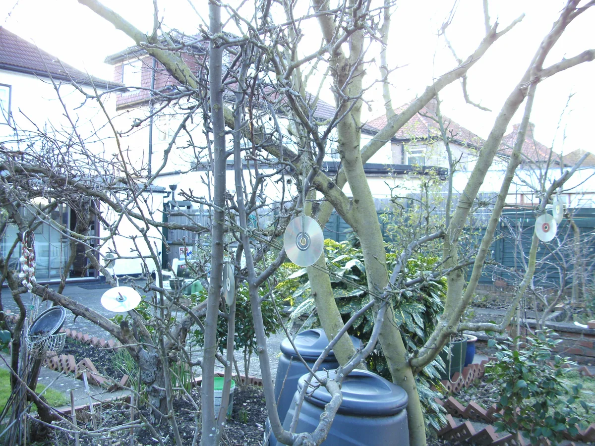 Old CDs hung from tree branches in a suburban garden as reflective bird deterrents