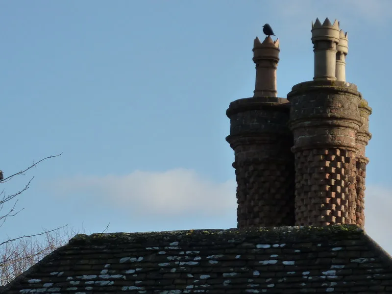 How to Get Birds Out of the Chimney (Humane Steps)