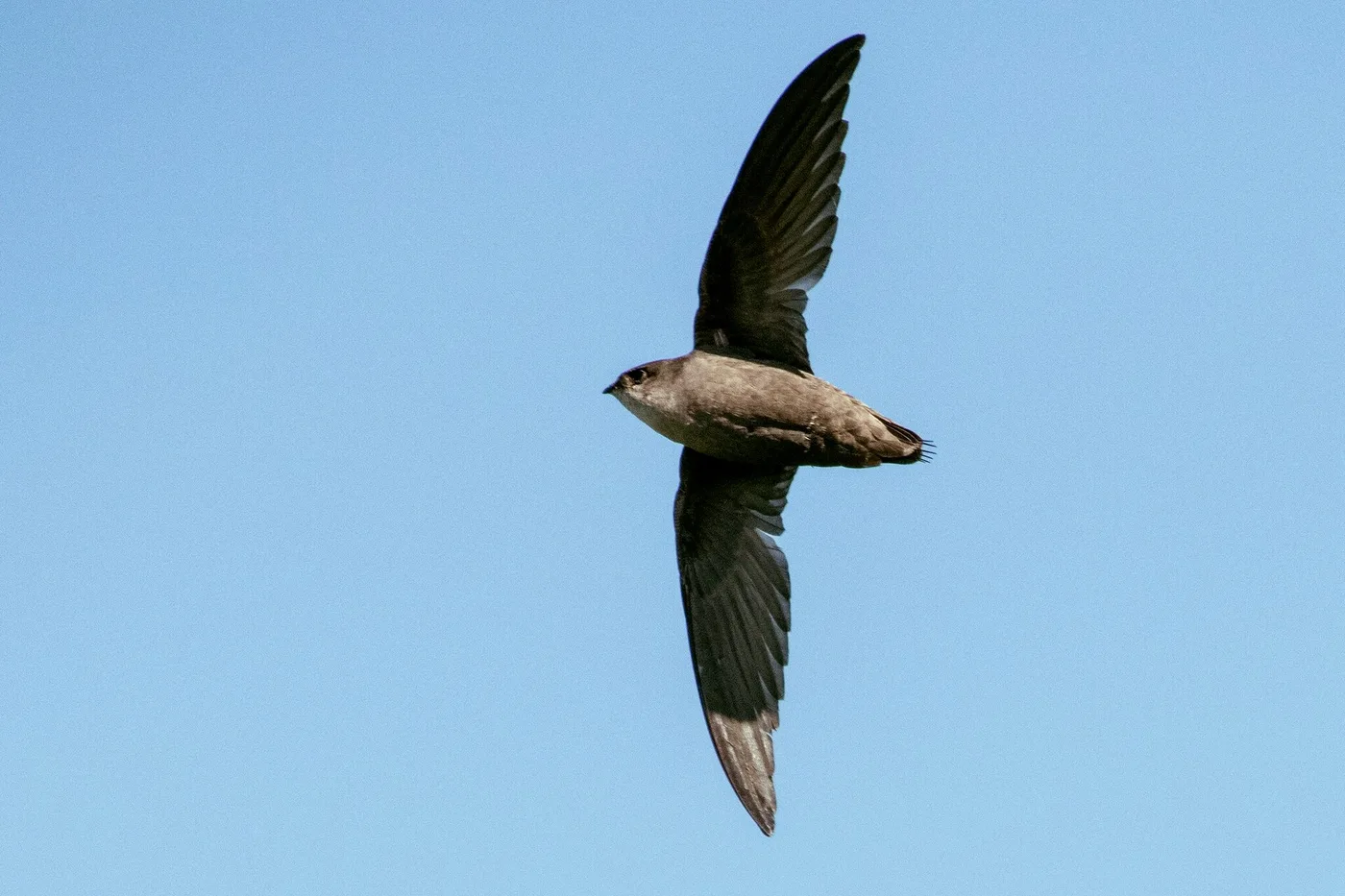 How to Get Rid of Chimney Swifts (Legally and Humanely)