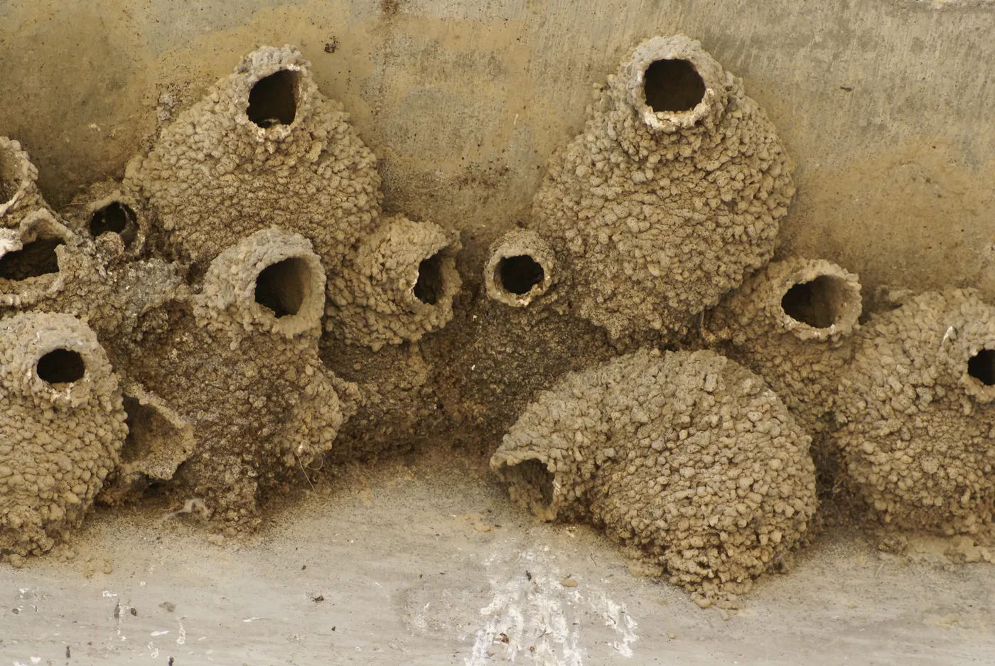 A cliff swallow colony of gourd-shaped mud nests packed side by side under a concrete overhang, the pattern that separates cliff swallows from barn swallows