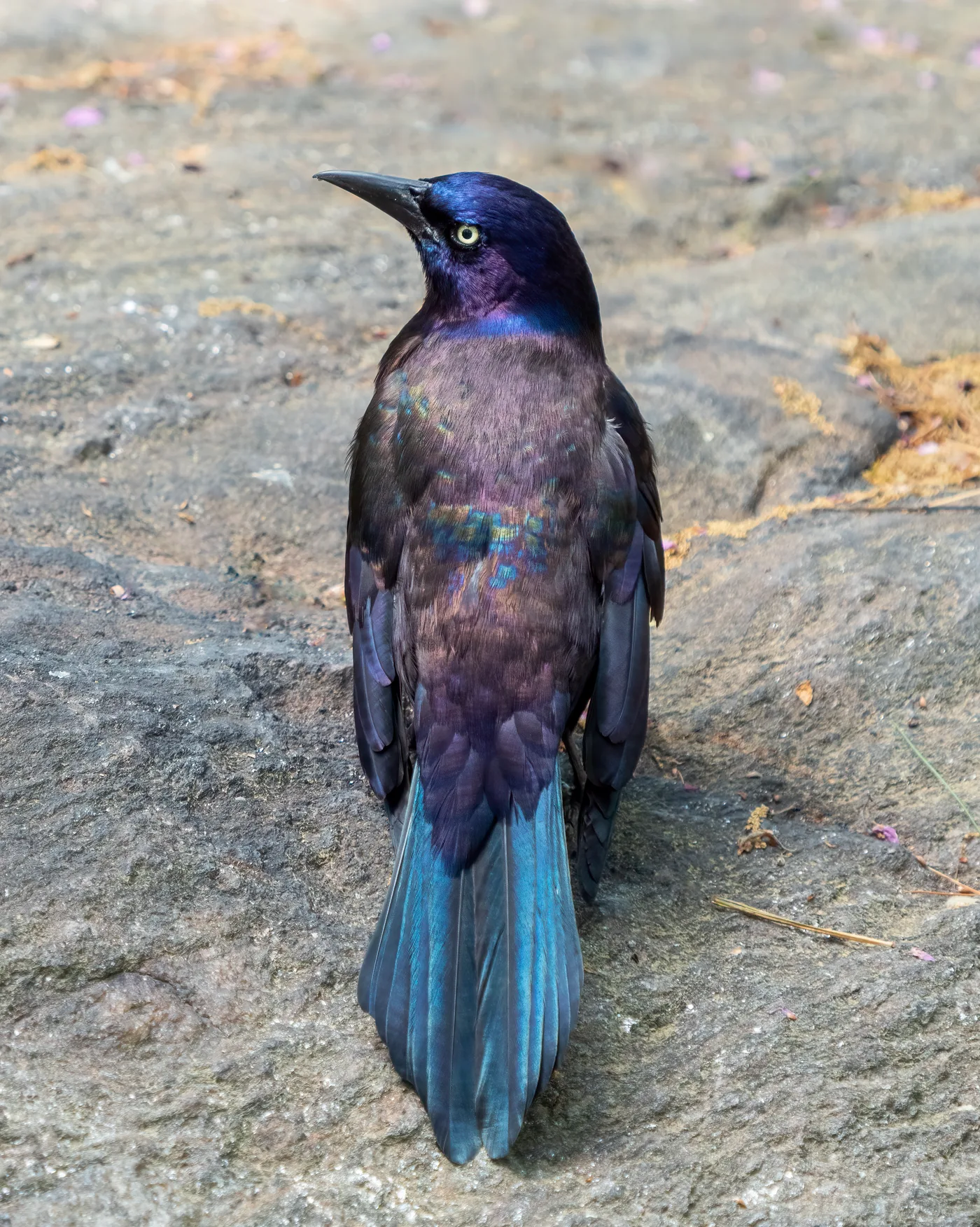 Iridescent plumage of a common grackle