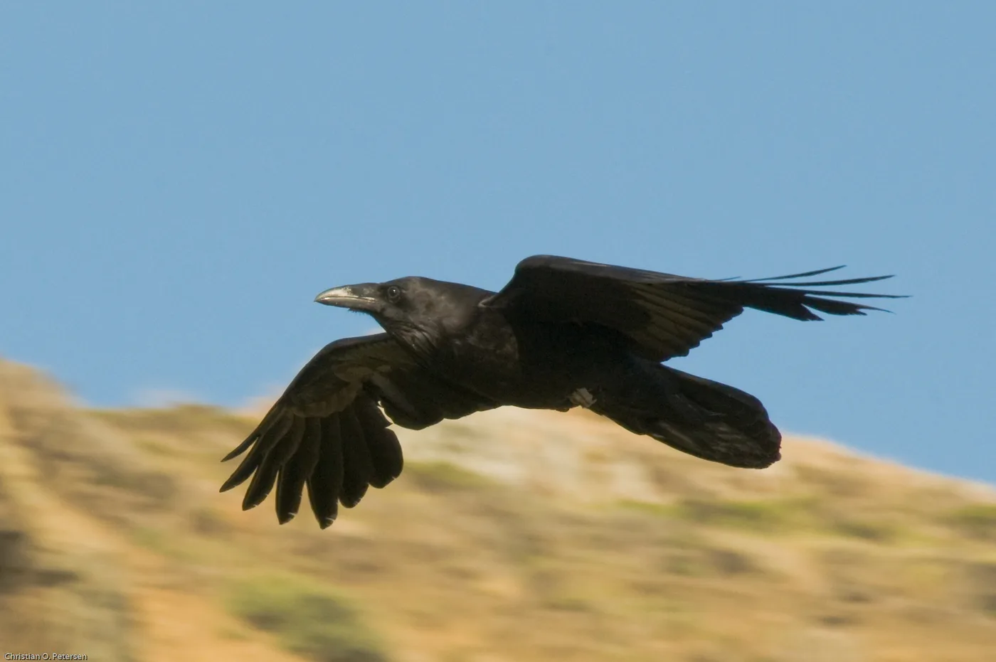 Common raven in flight, showing its wedge-shaped tail