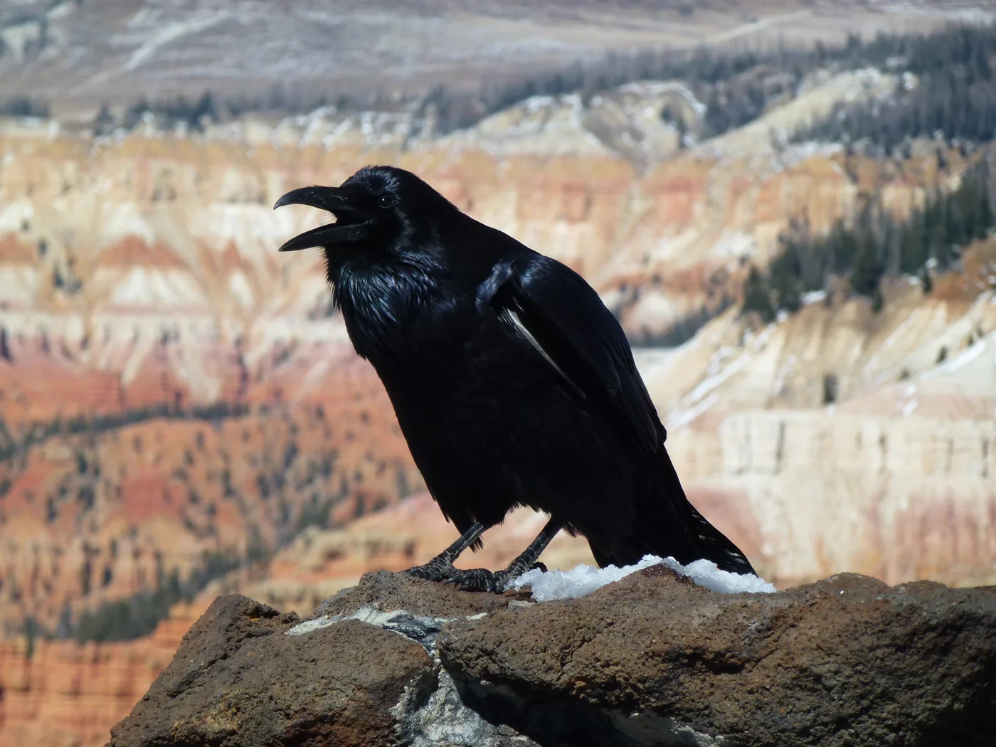 How to Get Rid of Ravens Legally (Protect Livestock Too)