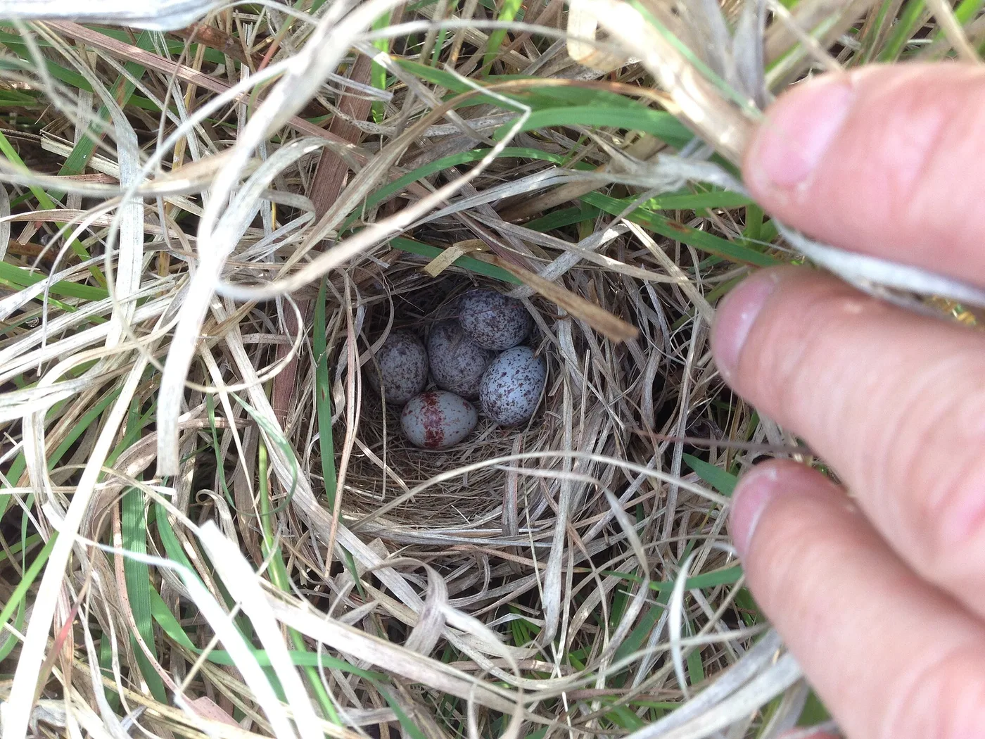 A host nest holding several speckled cowbird eggs alongside the host's own egg