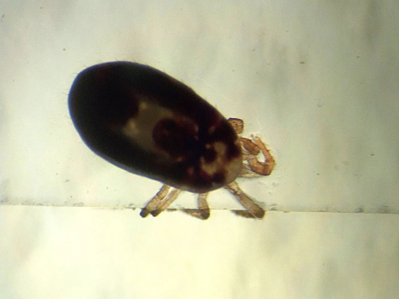 How to Get Rid of Bird Mites (and Stop Them Coming Back)