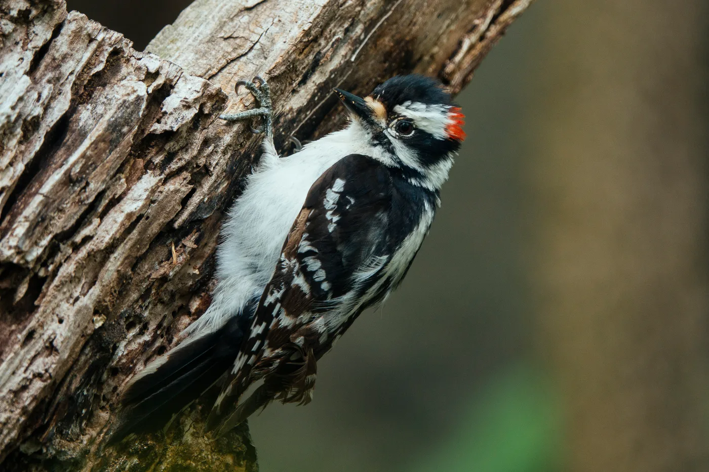 Downy woodpecker clinging to a tree