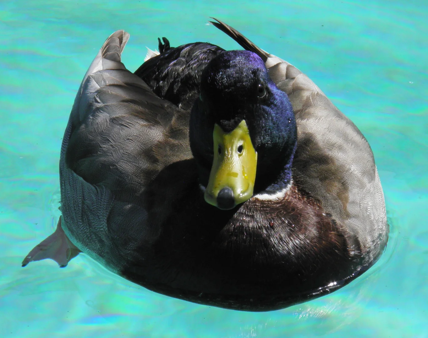 A mallard duck swimming in a residential pool, the typical pool-takeover problem