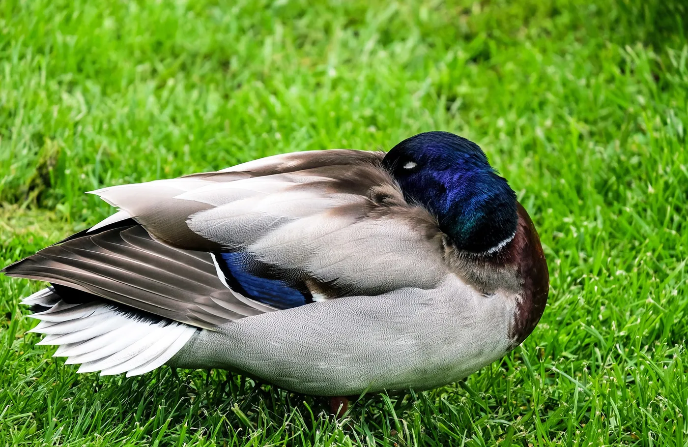A duck resting on a lawn, drawn in by short grass and easy food