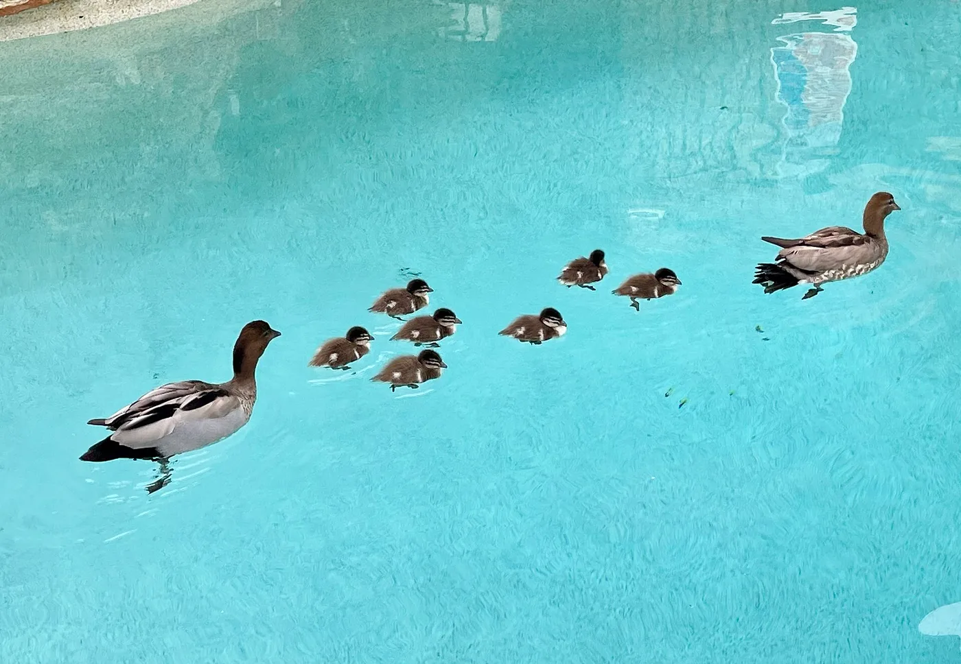 How to Keep Birds Away From Pool Water (Humane Methods)