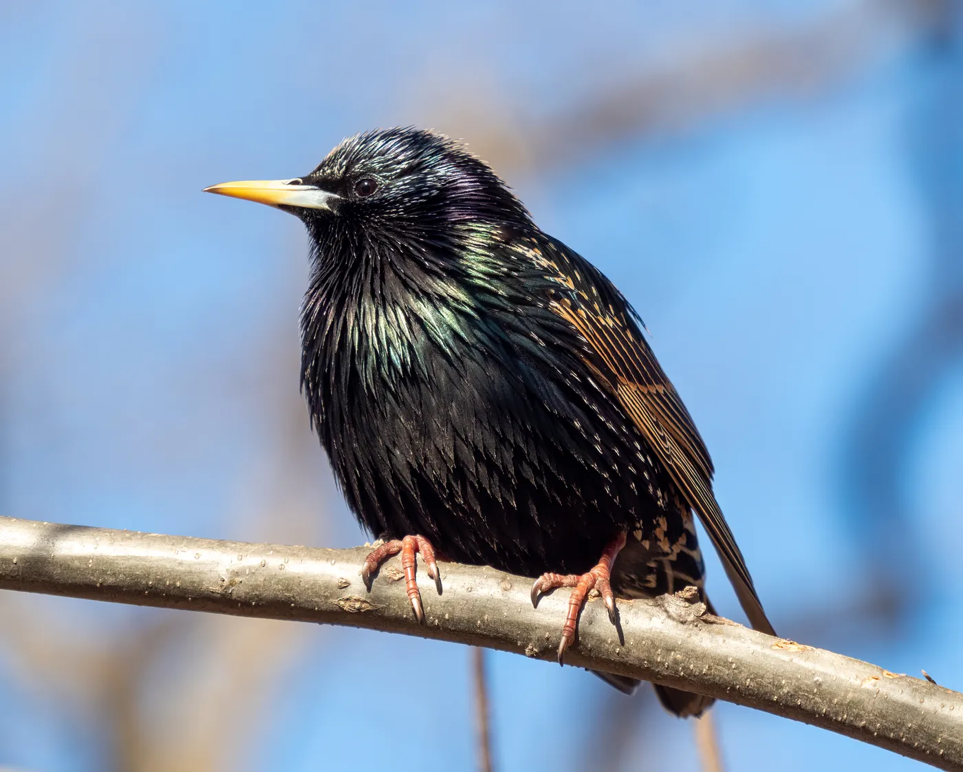 European starling perched on a branch