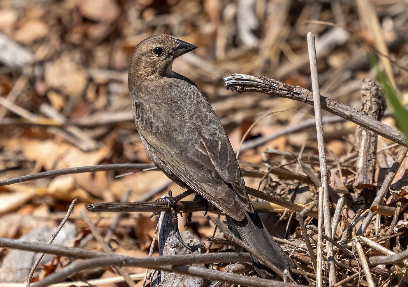 A female brown-headed cowbird, plain gray-brown and often mistaken for a sparrow