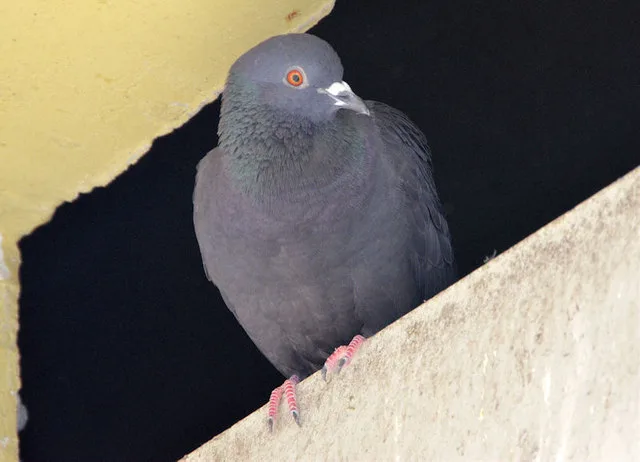 A feral pigeon close up in Belfast, the kind of unprotected species a quote should identify correctly before pricing the job