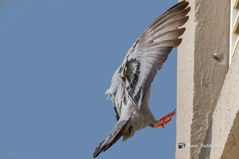 A feral pigeon landing on a building ledge, the species most likely to require physical barriers in addition to natural repellents