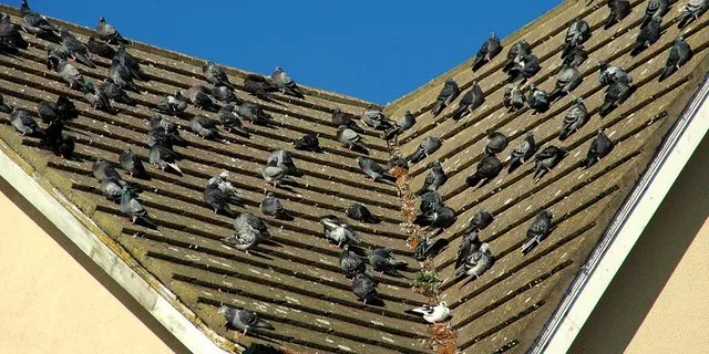 A flock of feral pigeons packed onto a rooftop, the kind of open structure that draws a roost when a garage or shed door is left open