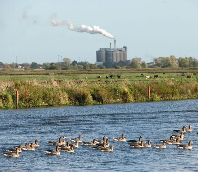 Greylag geese grazing on turf, the scenario where repellent spray earns its keep most reliably