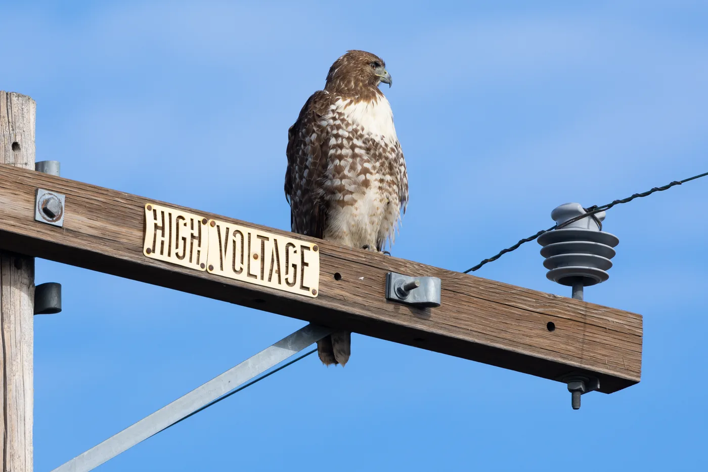 Red-tailed hawk perched on a power pole