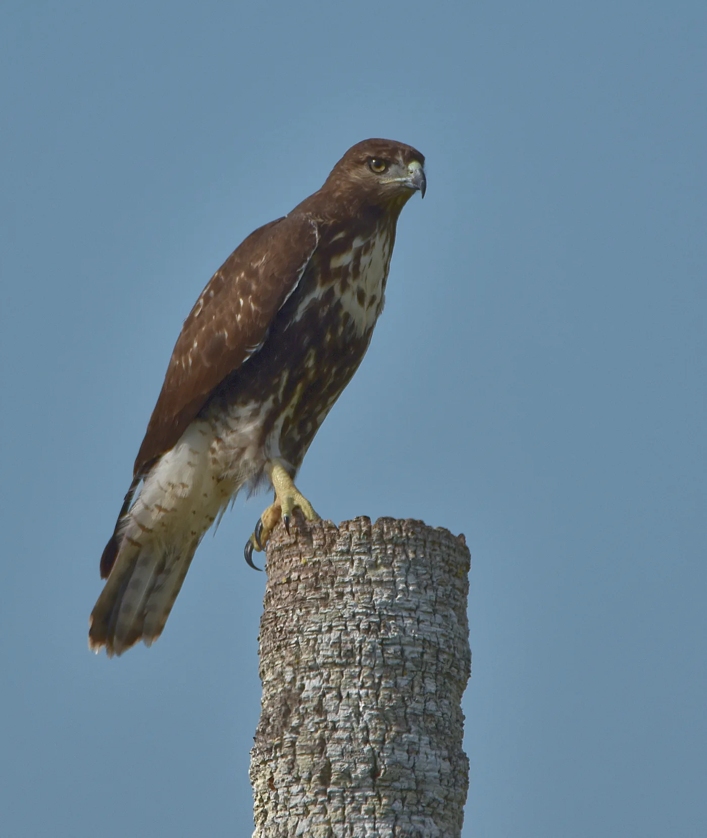 Red-tailed hawk perched