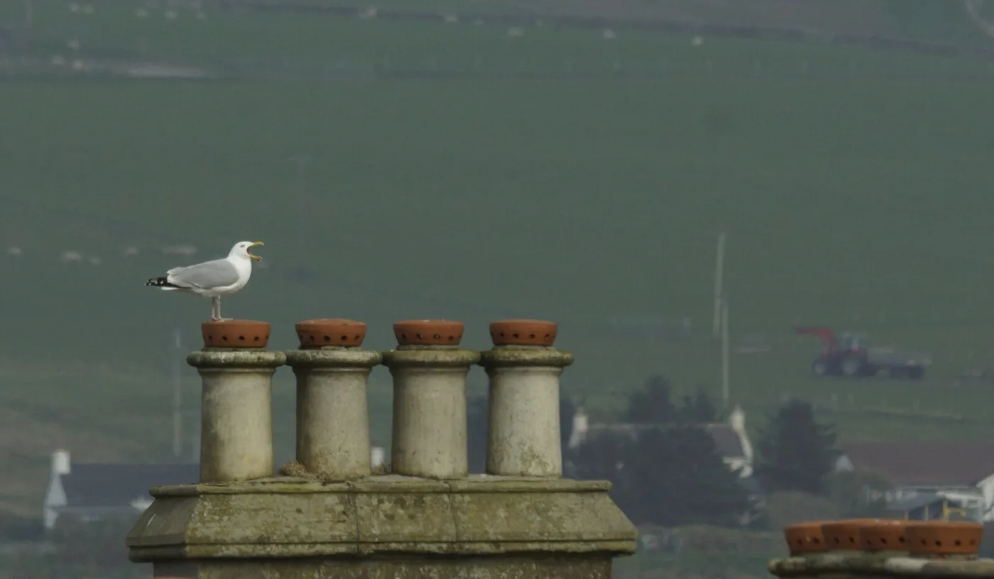 A herring gull perched on a rooftop edge, one of the protected species that can add a permit wait to the timeline