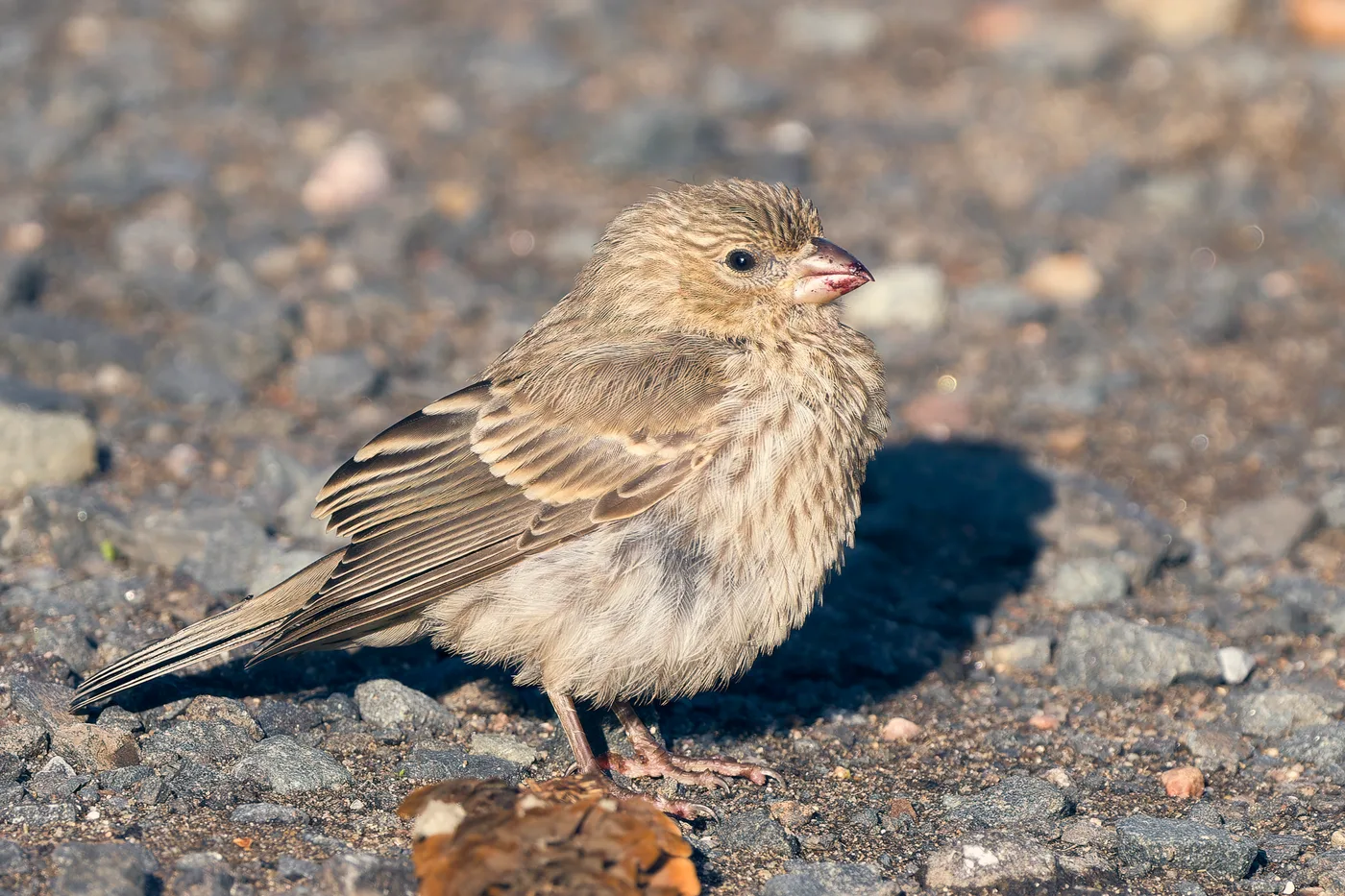 A female house finch, plain brown with heavy streaking on the belly, standing on gravel