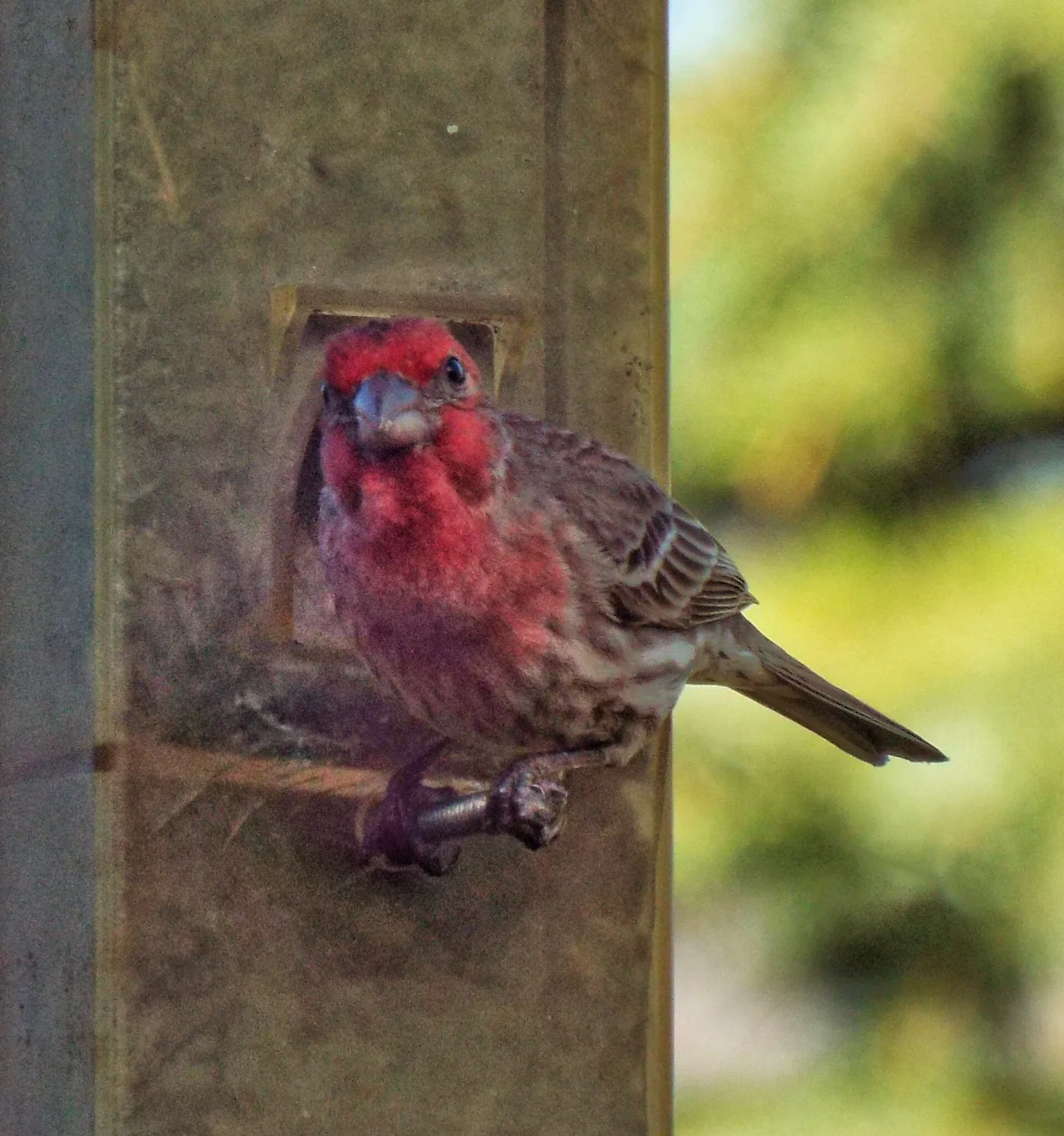 A house finch peers out from the port of a tube feeder