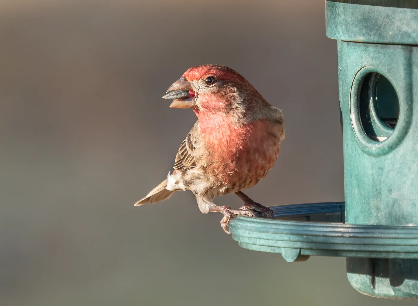 Male house finch perched at a feeder, the bird most commonly found nesting in hanging baskets