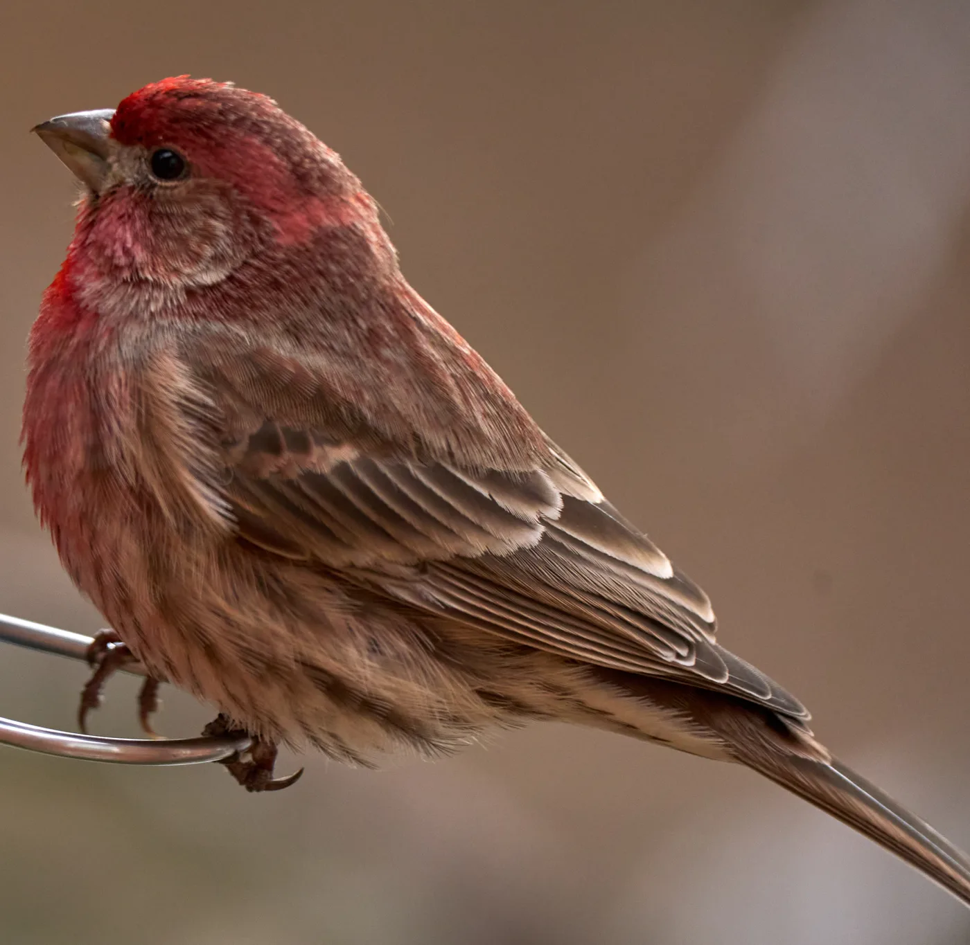 How to Get Rid of House Finches at Your Feeder (Legally)