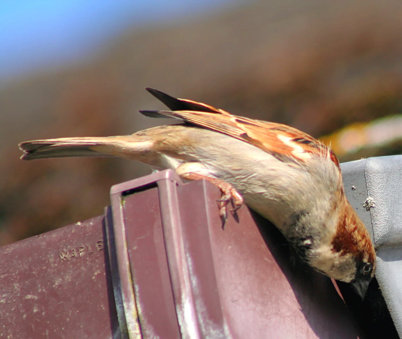 How to Get Rid of Birds Nesting in Gutters, Legally