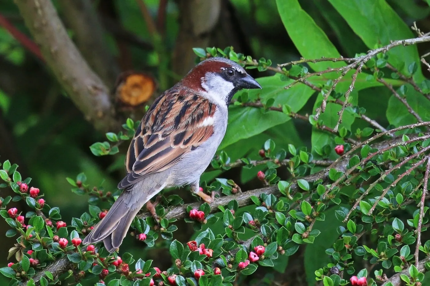 A male house sparrow perched on a branch, the third unprotected species that turns up around loading docks and signage