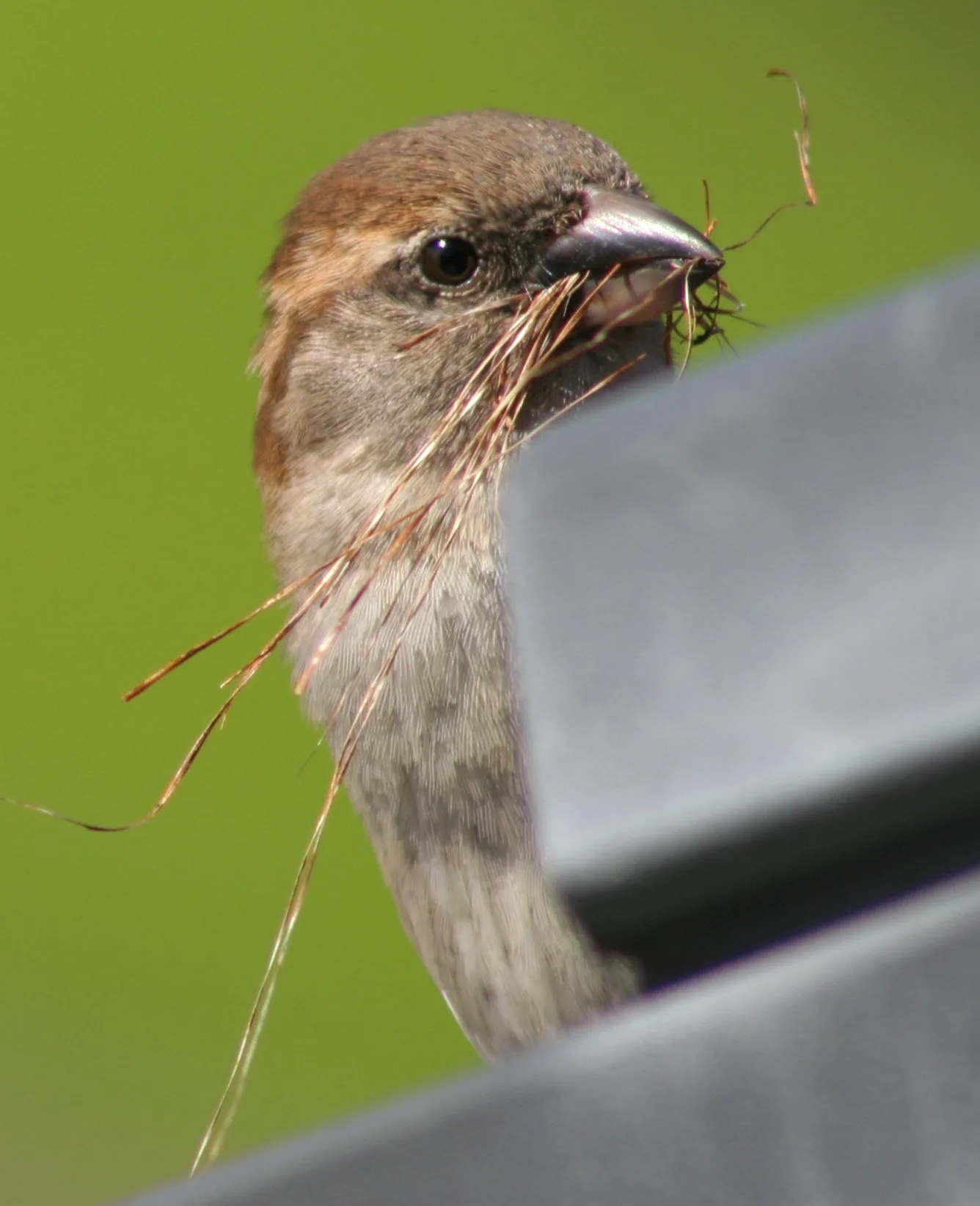 A house sparrow carrying dry grass in its beak, gathering nesting material for a gutter cavity