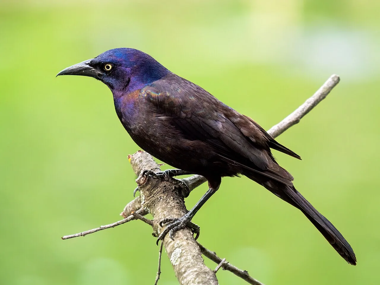 How to Get Rid of Grackles (Without Driving Off Songbirds)
