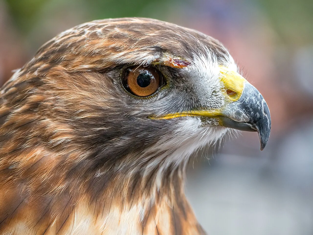 How to Get Rid of Hawks: Humane Ways to Keep Them Away