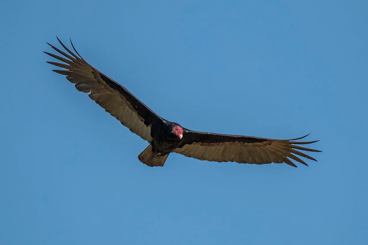 How to Get Rid of Vultures (The Effigy Trick)