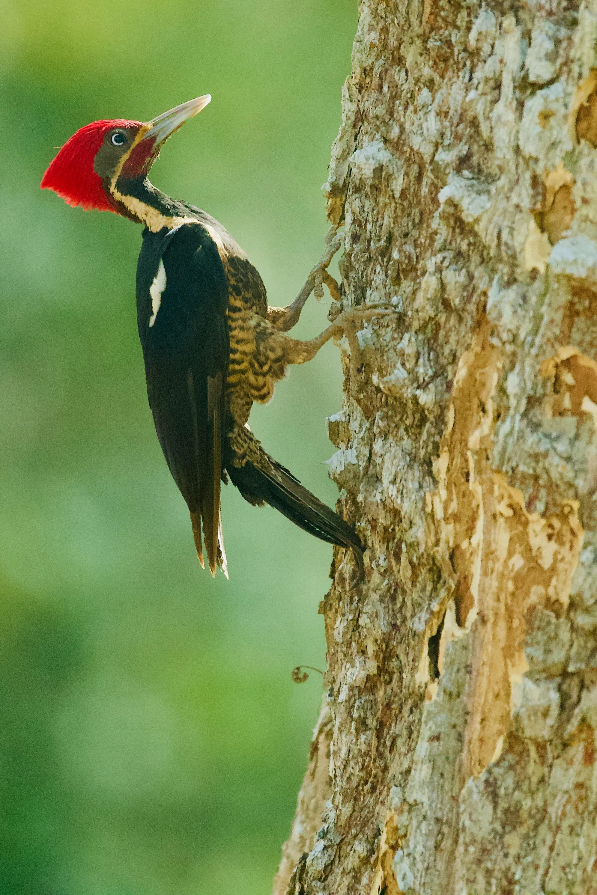 Woodpeckers: Why They Drill and How to Stop the Damage