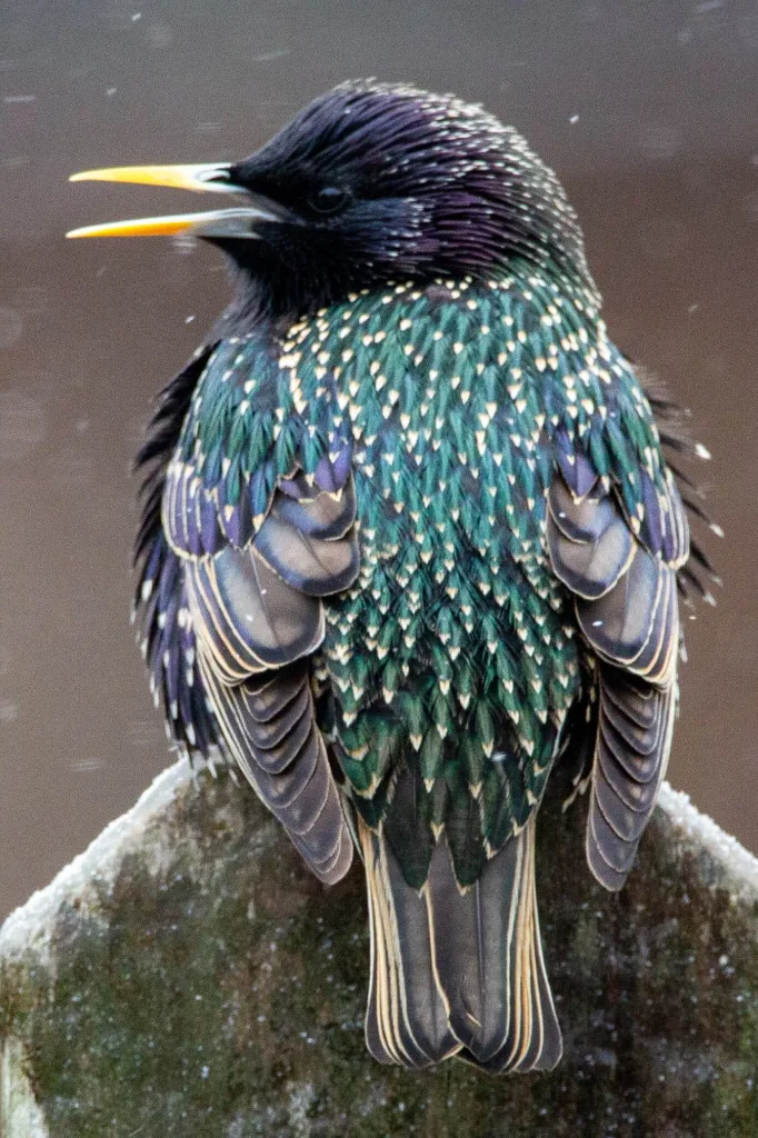 European Starlings: Why They Swarm and How to Deter Them