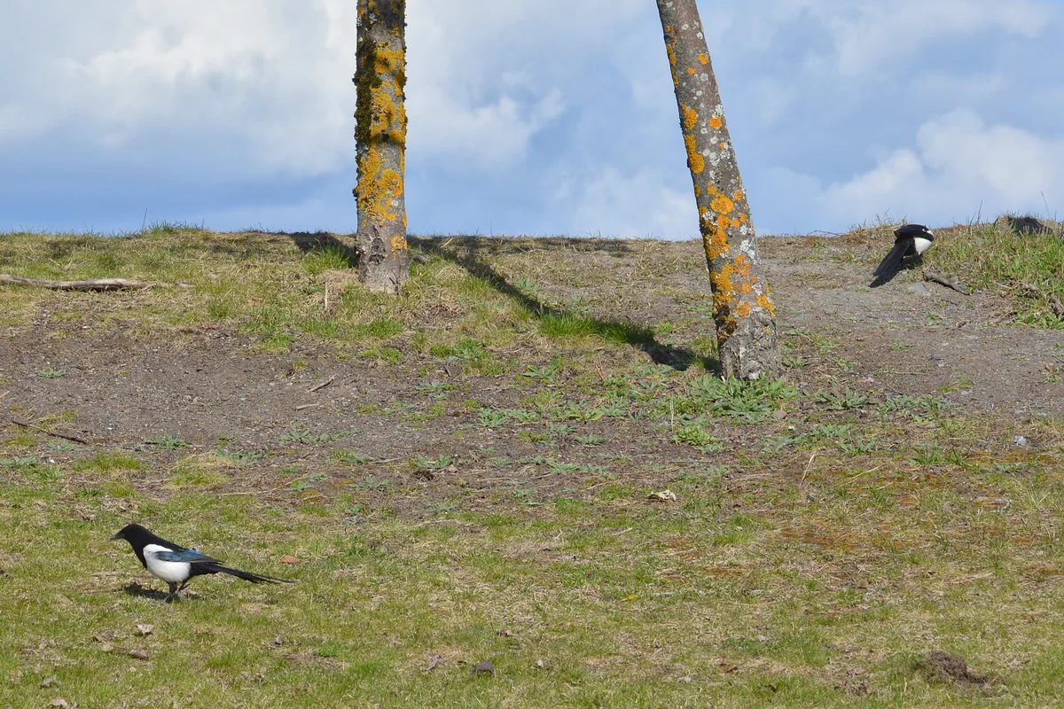 Two Eurasian magpies foraging on a grassy hillside in Norway